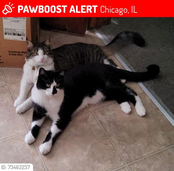 Lost Male Cat last seen Near and Wolcott, Chicago, IL 60609