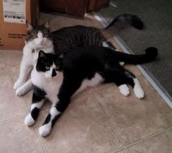 Lost Male Cat last seen Near and Wolcott, Chicago, IL 60609