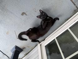 Found/Stray Male Cat last seen Homeland Drive, Hope Mills, NC 28348