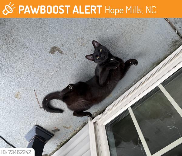 Found/Stray Male Cat last seen Homeland Drive, Hope Mills, NC 28348