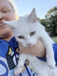 Reunited Female Cat last seen Stratford rd , E Fairfield rd, Greenville, SC 29605