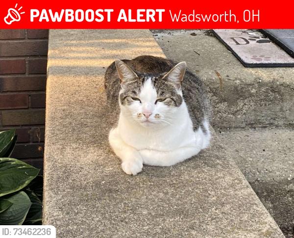 Lost Female Cat last seen Main street, bergey, Wadsworth, OH 44281