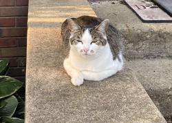 Lost Female Cat last seen Main street, bergey, Wadsworth, OH 44281