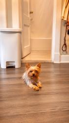 Lost Female Dog last seen Near S Dixie hwy 204 Crete, Il, Crete, IL 60417