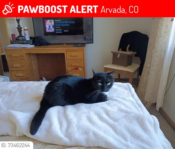 Lost Female Cat last seen Arvada Stenger Park, Arvada, CO 80002