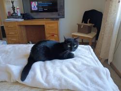 Lost Female Cat last seen Arvada Stenger Park, Arvada, CO 80002