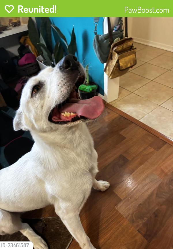 Reunited Female Dog last seen Ramada Dr/Reseda Dr, Houston, TX 77062
