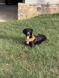 Found/Stray Male Dog last seen Near Bellefounte Rd NE, Cleveland, TN 37312