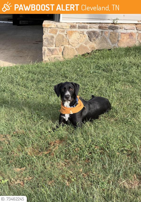 Found/Stray Male Dog last seen Near Bellefounte Rd NE, Cleveland, TN 37312