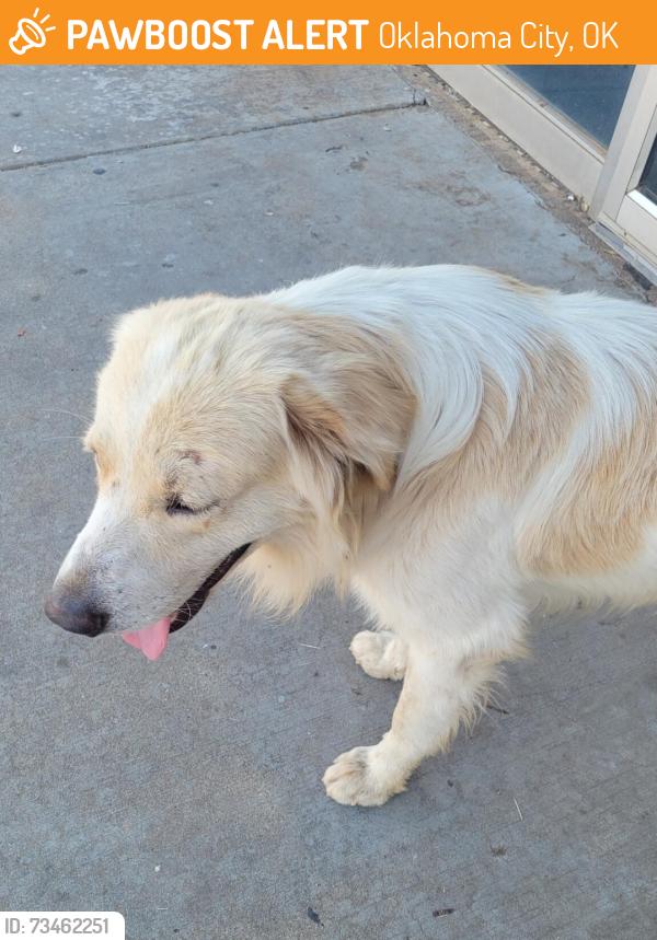 Found/Stray Unknown Dog last seen Enoon Cafe, Oklahoma City, OK 73109
