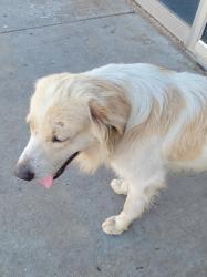 Found/Stray Unknown Dog last seen Enoon Cafe, Oklahoma City, OK 73109