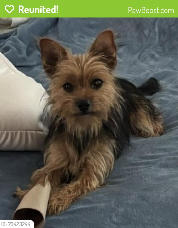 Reunited Female Dog last seen Meadow Glenn, Ocala, FL 34476