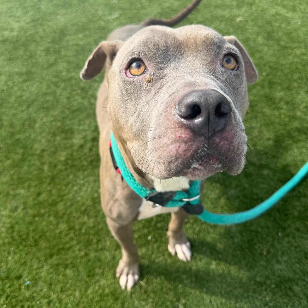 Shelter Stray Female Dog last seen , Animal Care & Control Team of Philly, 111 W Hunting Park Ave, Philadelphia, PA 19140, USA