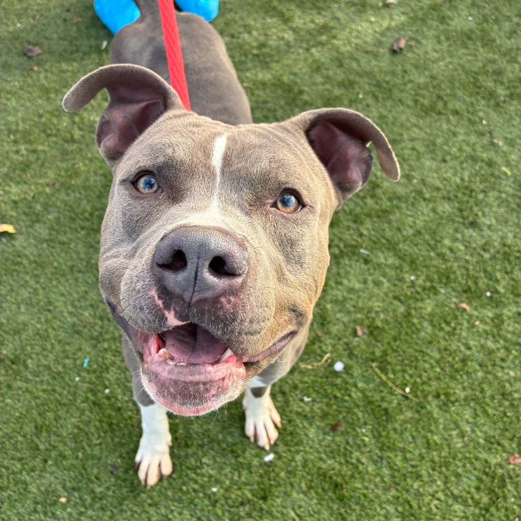 Shelter Stray Male Dog last seen , Animal Care & Control Team of Philly, 111 W Hunting Park Ave, Philadelphia, PA 19140, USA