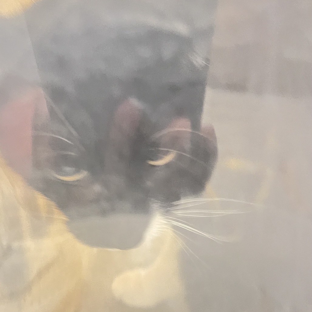 Shelter Stray Female Cat last seen , Animal Care & Control Team of Philly, 111 W Hunting Park Ave, Philadelphia, PA 19140, USA