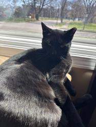 Lost Female Cat last seen WINTON/BLOSSOM, Rochester, NY 14610