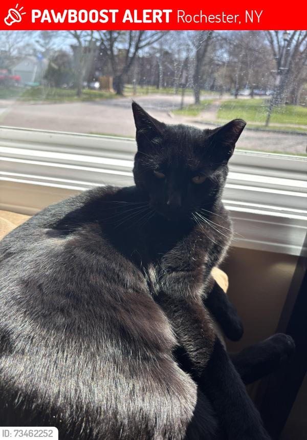 Lost Female Cat last seen WINTON/BLOSSOM, Rochester, NY 14610