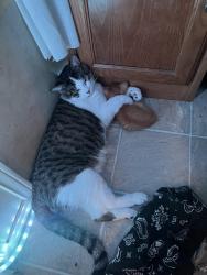 Lost Male Cat last seen Right off 65 across the hwy from white oak, Hollister, MO 65672