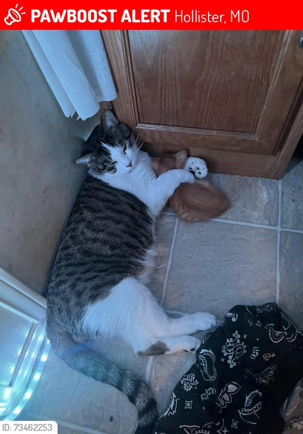 Lost Male Cat last seen Right off 65 across the hwy from white oak, Hollister, MO 65672