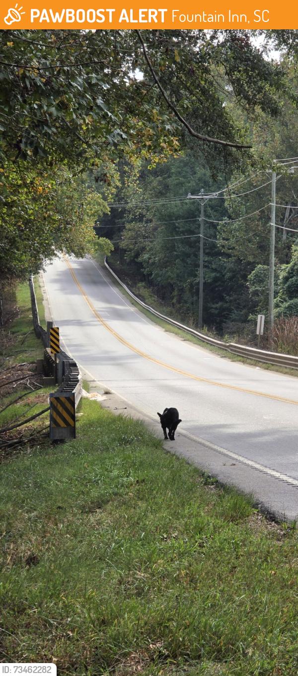 Found/Stray Female Dog last seen Payne Creek bridge on 418, Fountain Inn, SC 29644