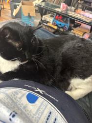 Lost Male Cat last seen Pine Meadow Elementary School, Pensacola, FL 32534