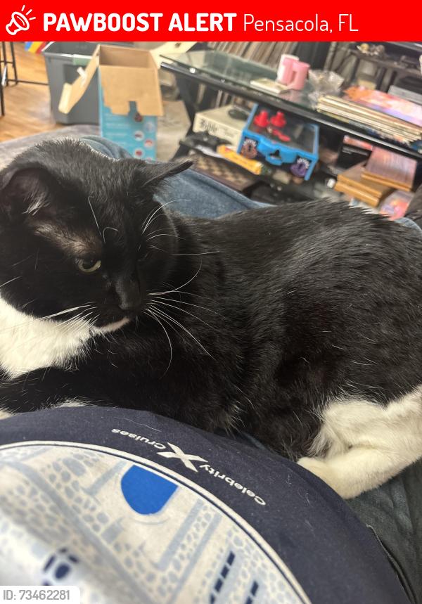 Lost Male Cat last seen Pine Meadow Elementary School, Pensacola, FL 32534