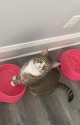 Lost Female Cat last seen Fanny Brown Rd., Raleigh, Raleigh, NC 27603