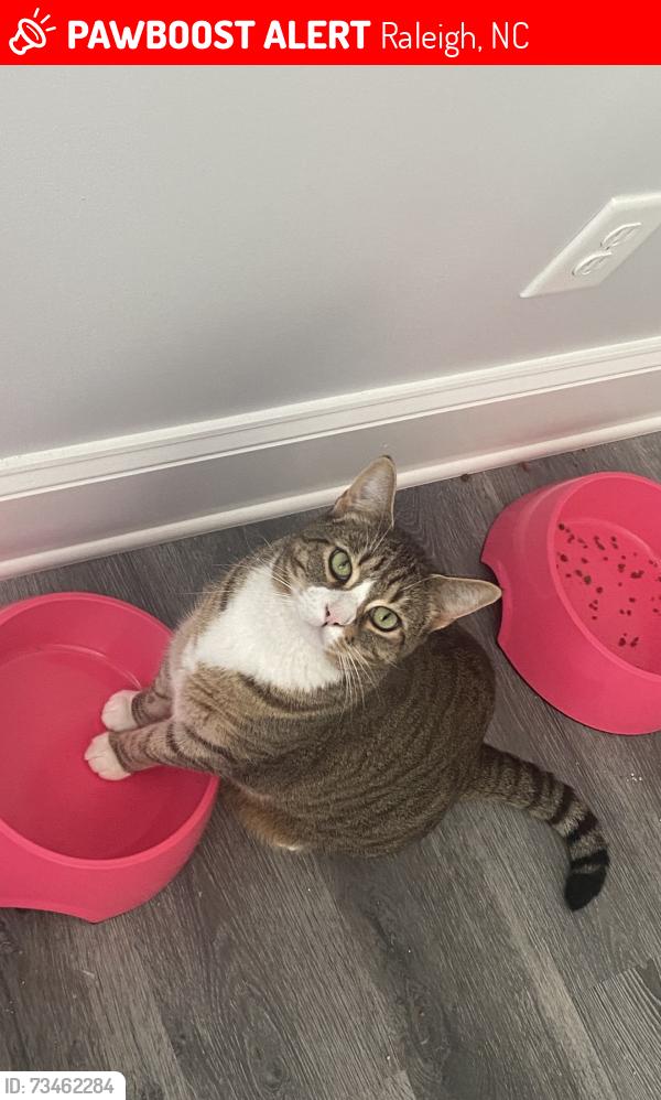 Lost Female Cat last seen Fanny Brown Rd., Raleigh, Raleigh, NC 27603
