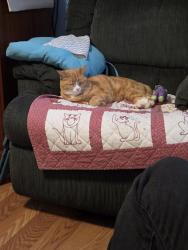 Reunited Female Cat last seen Park behind Hopey and Co, Black Mountain, NC 28711