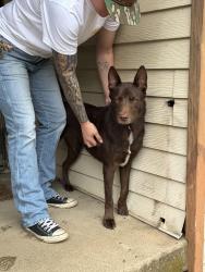 Found/Stray Male Dog last seen Near Wichita St #100, Fort Worth, TX 76119, Fort Worth, TX 76119