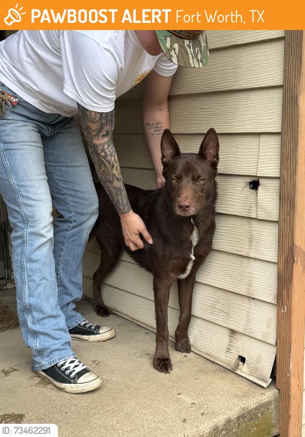 Found/Stray Male Dog last seen Near Wichita St #100, Fort Worth, TX 76119, Fort Worth, TX 76119