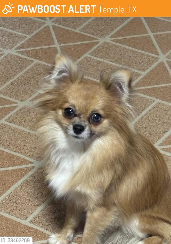 Found/Stray Male Dog last seen Off 31 and ave H, Temple, TX 76508