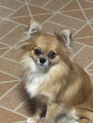 Found/Stray Male Dog last seen Off 31 and ave H, Temple, TX 76508
