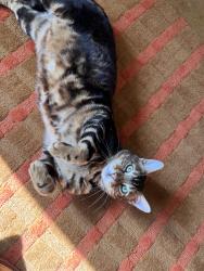 Lost Female Cat last seen Houghton/Fort Lowell, Tucson, AZ 85749
