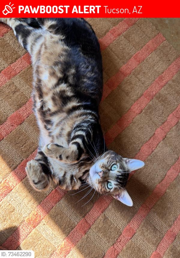 Lost Female Cat last seen Houghton/Fort Lowell, Tucson, AZ 85749