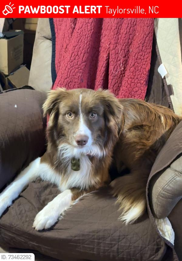 Lost Male Dog last seen Three Forks Church Road / All Healing Springs Road, Taylorsville, NC 28681