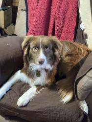 Lost Male Dog last seen Three Forks Church Road / All Healing Springs Road, Taylorsville, NC 28681
