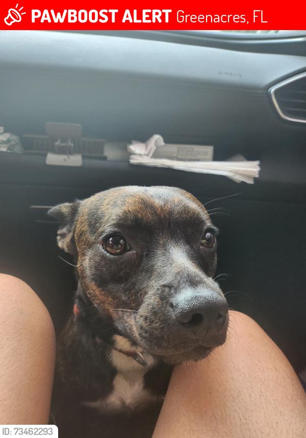 Lost Female Dog last seen Near Rome ct, Greenacres, FL 33463