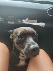 Lost Female Dog last seen Near Rome ct, Greenacres, FL 33463