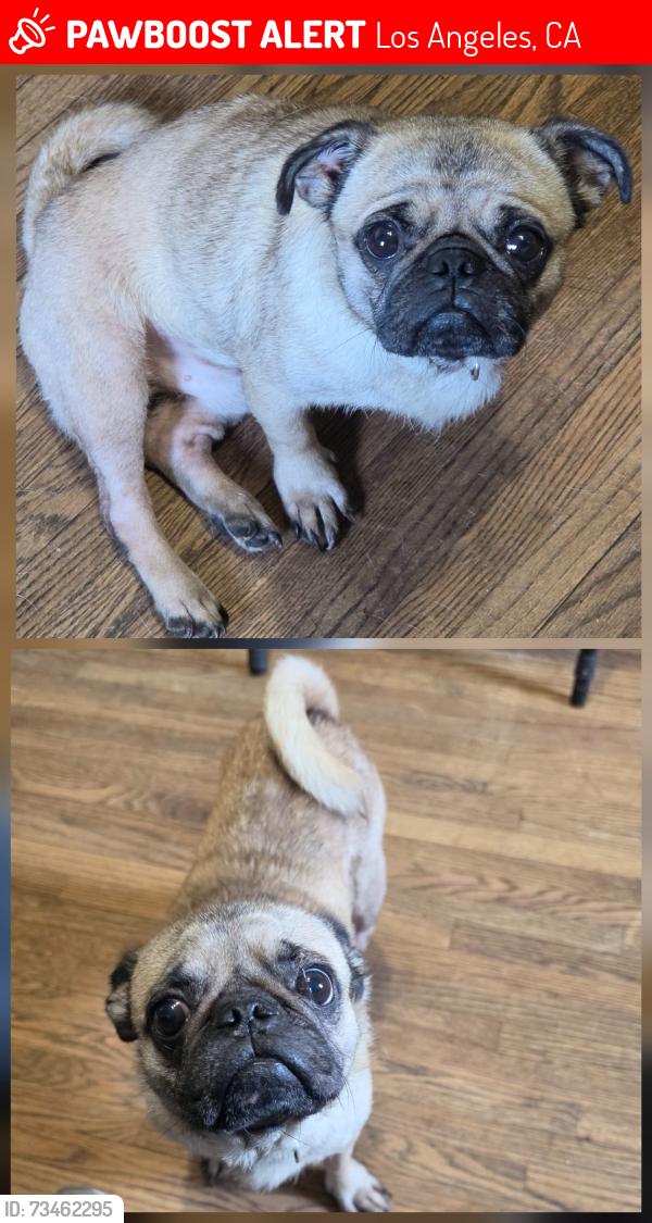 Lost Male Dog last seen 8th st and Rosalind pl, Los Angeles, CA 90023