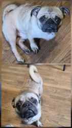 Lost Male Dog last seen 8th st and Rosalind pl, Los Angeles, CA 90023