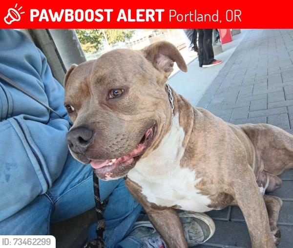 Lost Male Dog last seen Ne 82nd and schuyler, Portland, OR 97220