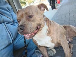 Lost Male Dog last seen Ne 82nd and schuyler, Portland, OR 97220