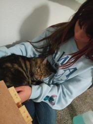 Lost Female Cat last seen Near glen st, Paducah, KY 42003