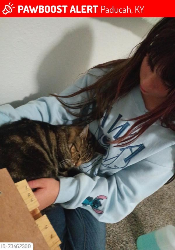 Lost Female Cat last seen Near glen st, Paducah, KY 42003