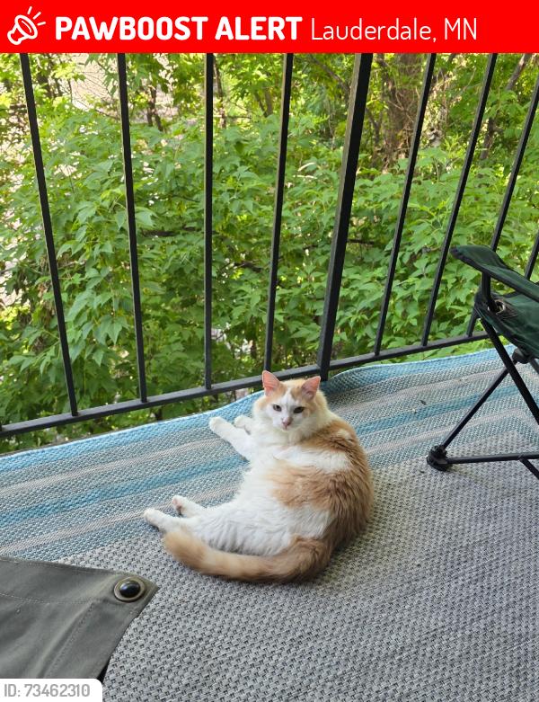 Lost Male Cat last seen Idaho & Carl, Lauderdale, MN 55108