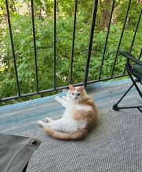 Lost Male Cat last seen Idaho & Carl, Lauderdale, MN 55108
