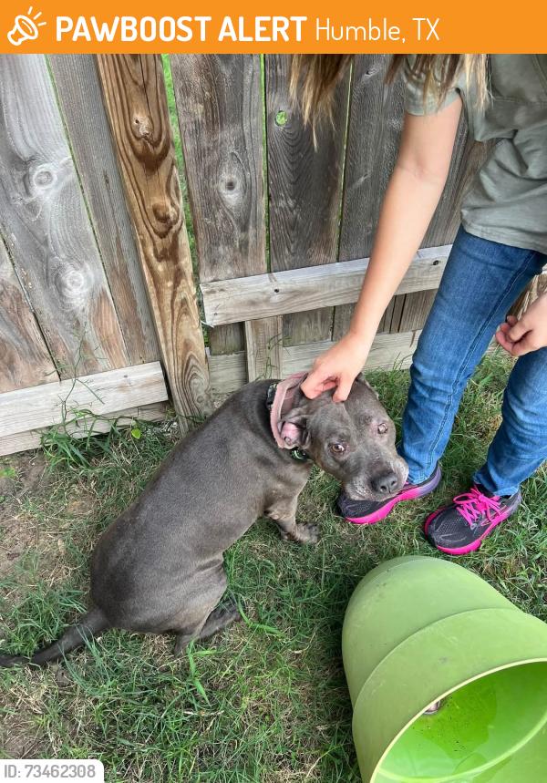 Found/Stray Female Dog last seen Woodland Hills and Madera Run, Humble, TX 77346