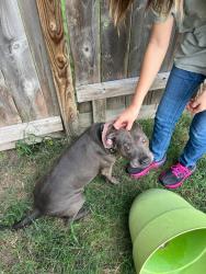 Found/Stray Female Dog last seen Woodland Hills and Madera Run, Humble, TX 77346