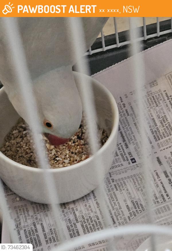 Found/Stray Unknown Bird last seen North Parramatta, 노스 파라마타, NSW 2151